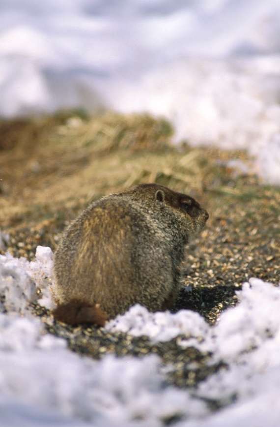 Groundhog